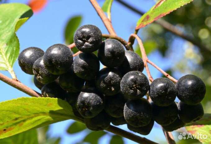 Арония, черная рябина саженцы