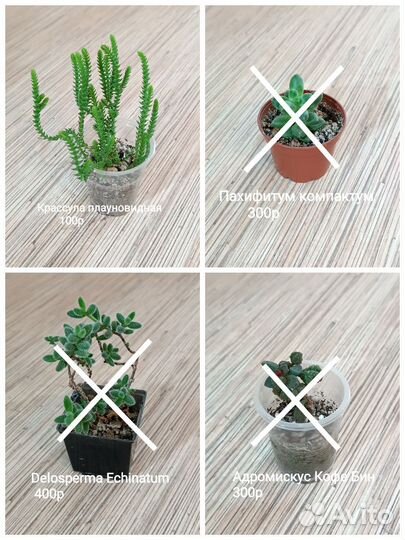 Суккуленты, суккулентные садики