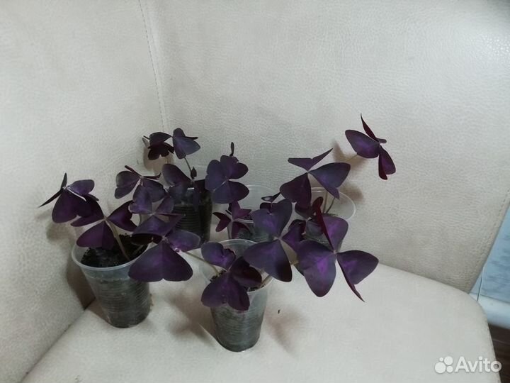 Кислица или оксалис