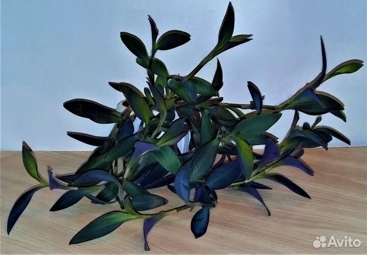 Цветы для дома и офиса