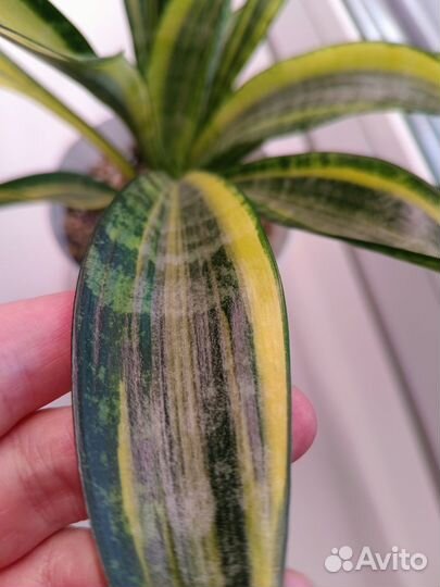 Сансевиерия Голд Банер