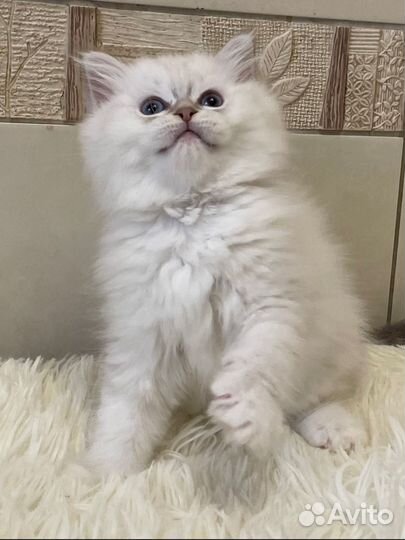 Девочка Рэгдолл