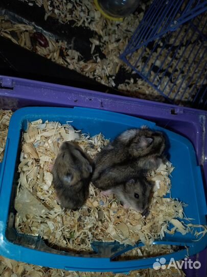 Продам хомяков