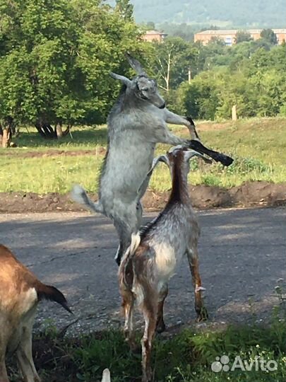 Козел нубийский