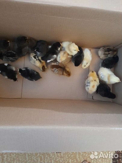 Инкубационное яйцо