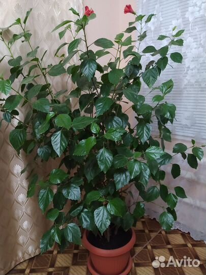 Китайская роза