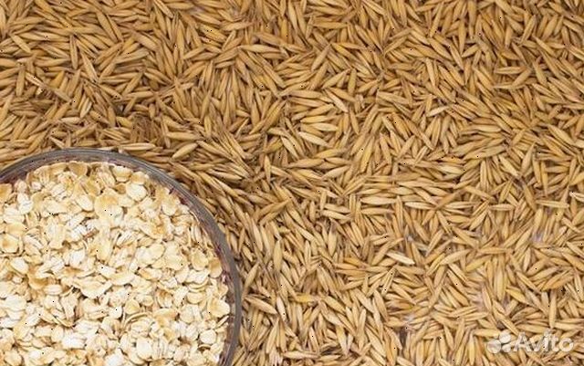 Зерно, овес, ячмень, пшеница