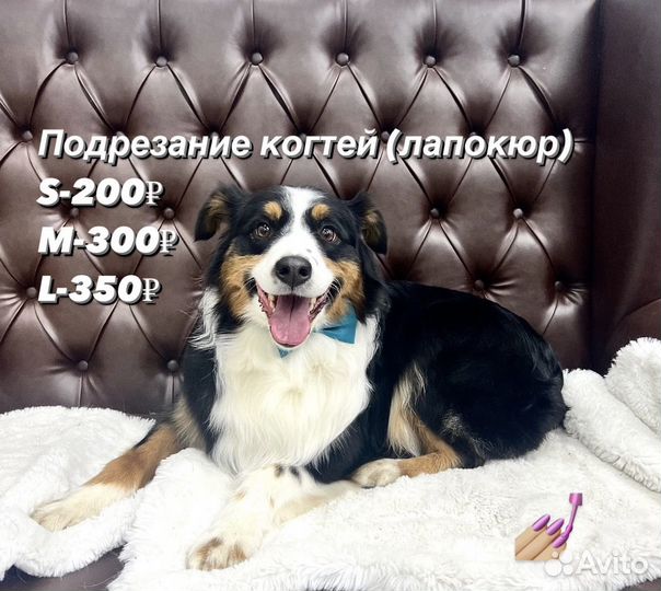 Вычесывание собак/Экспресс-линька/Груминг