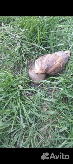 Ахатина улитка