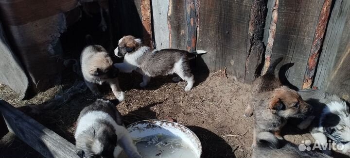Щенки