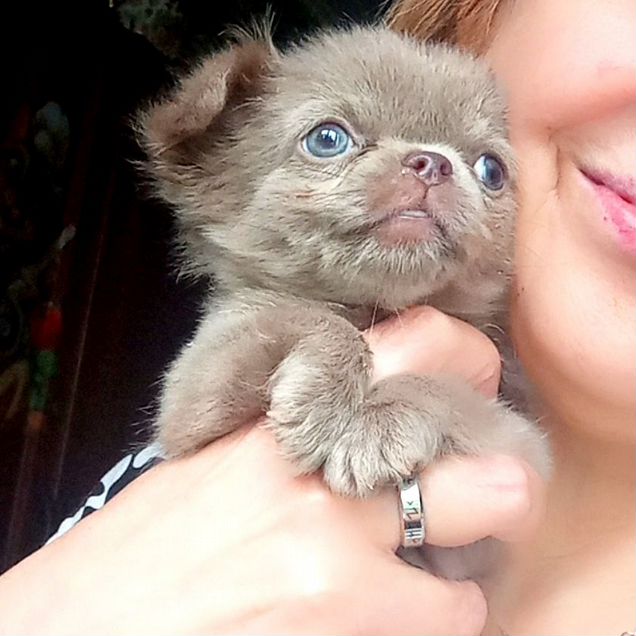 Чихуахуа, щенок