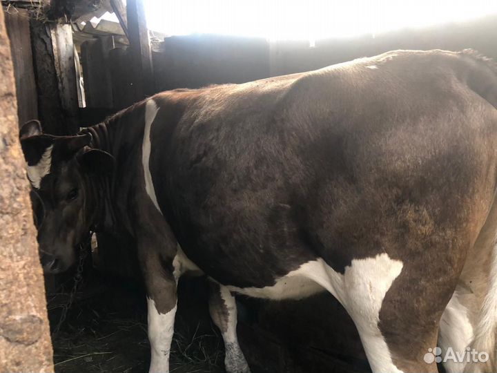 Стельная телка