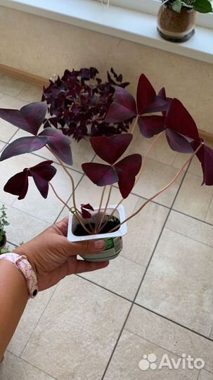 Кислица оксалис (бабочка), фуксия