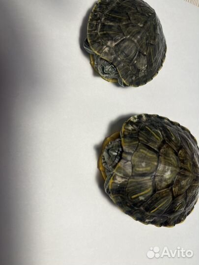 Черепашки красноухие