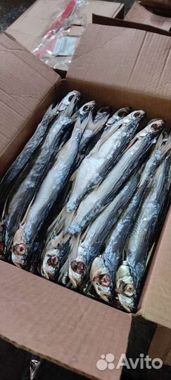 Астраханская рыба