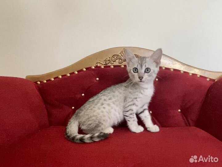 Египетская мау Снежок и Снежана