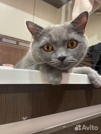 Британец отдам