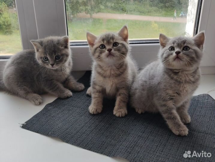 Шотландские котята