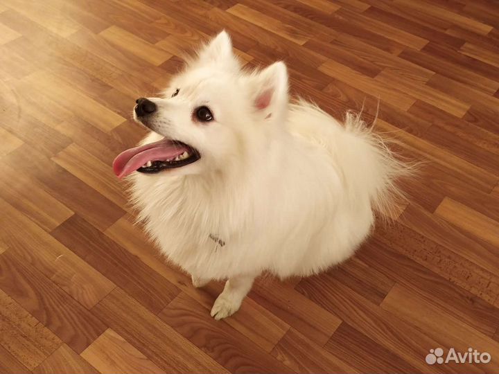 Японский шпиц вязка