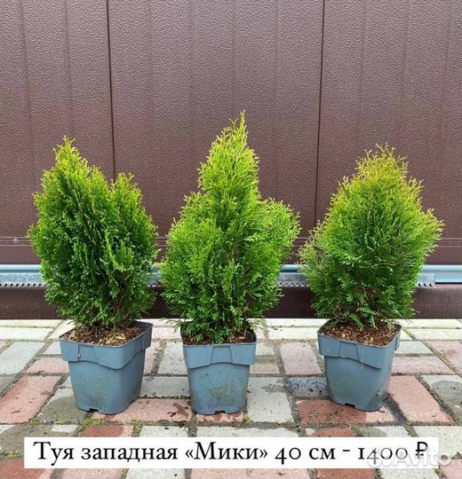 Компактные сорта туй