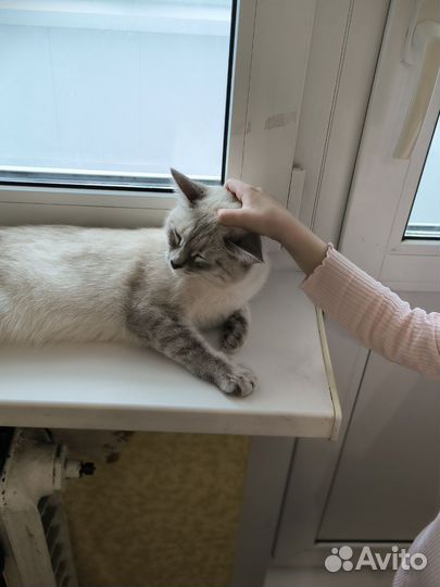 Кошки в добрые руки бесплатно