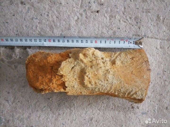 Окаменелости кости