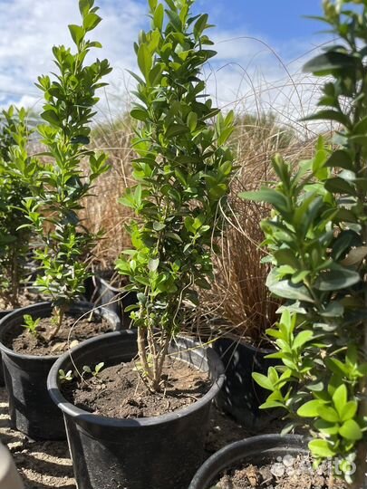 Самшит, можжевельник