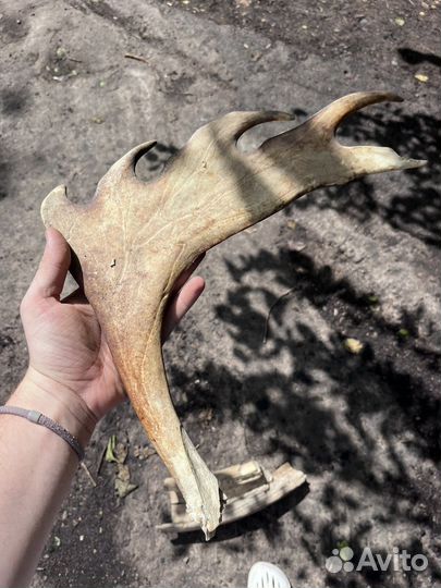 Кости и рога