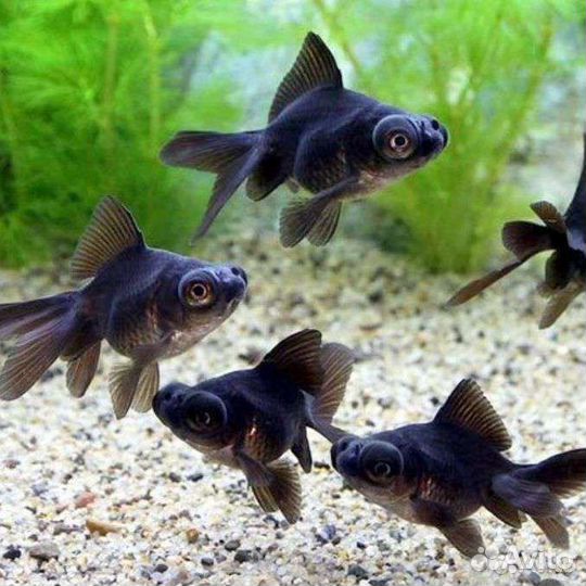 Скалярия, нанокара, золотая рыбка, телескоп