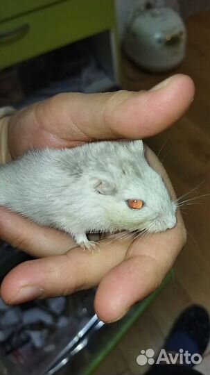 Песчанки бесплатно