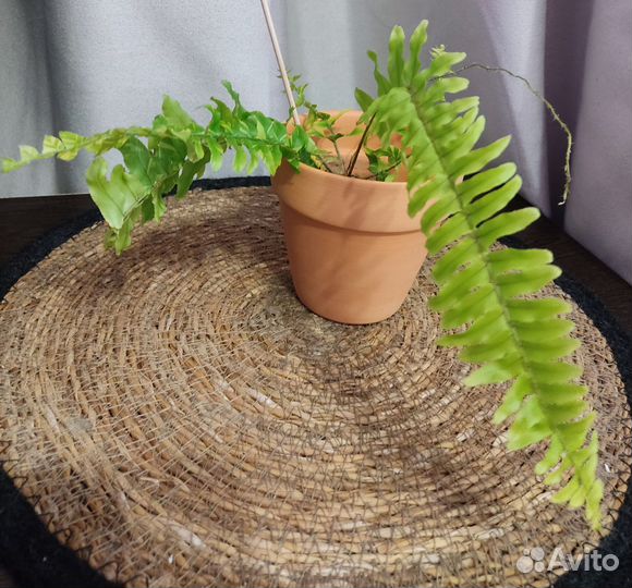 Папоротник нефролепис Tiger