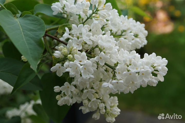 Сирень,терн,калина,слива,ирга,лещина