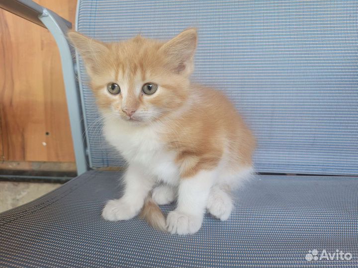 Котята в добрые руки бесплатно