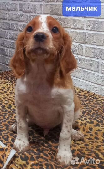 Щенки бретонский эпаньоль