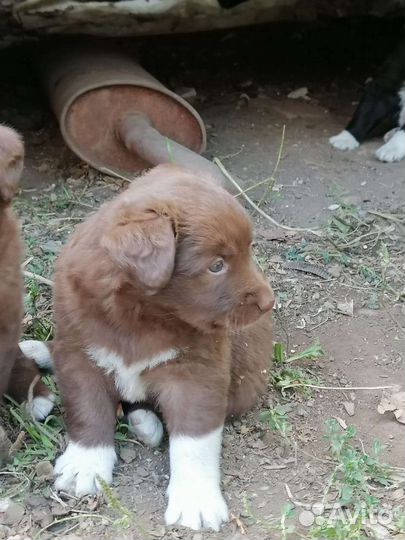 Собаки щенки бесплатно