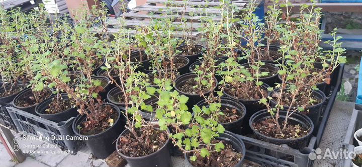 Крыжовник, ежевика, малина, ежемалина