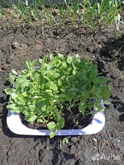 Астры и Бархатцы