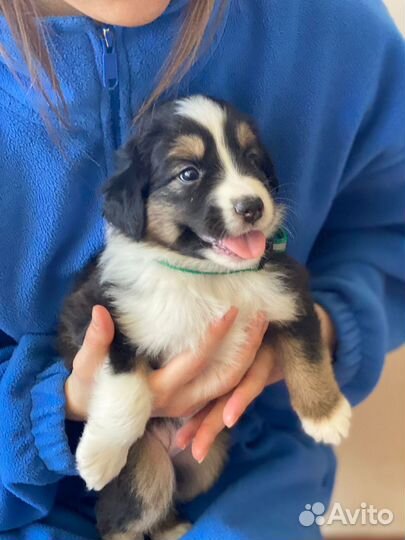 Продаются щенки австралийской овчарки аусси