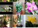 Орхидеи(каттлея, брассовола, дендробиум)