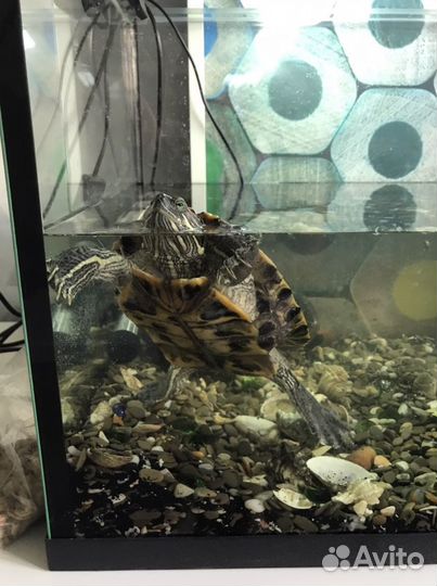 Красноухая черепаха с аквариумом