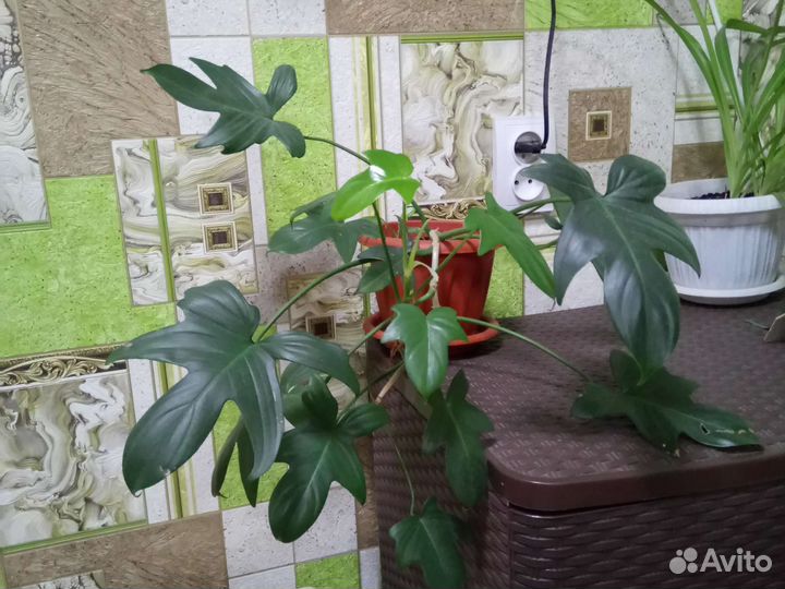 Филодэндрум гитаровидный