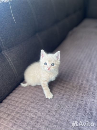 Шотландская