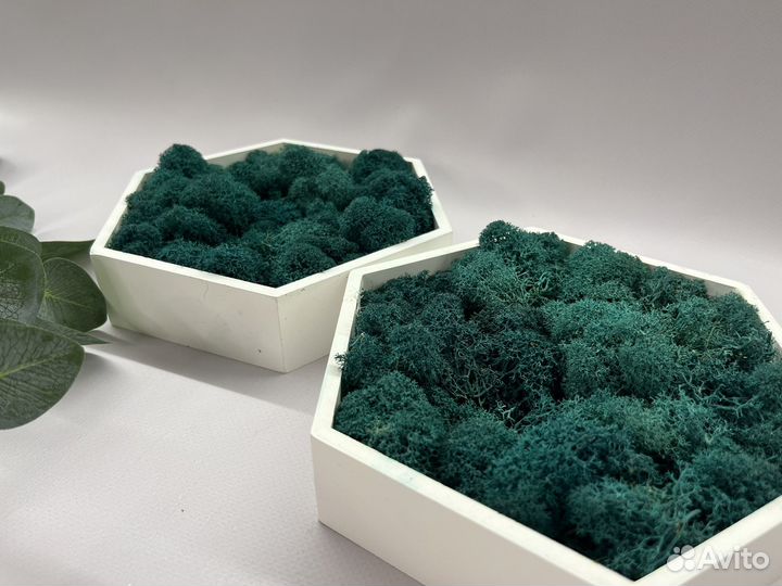 Стабилизированный мох панно