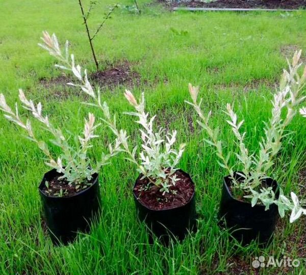 Ива Хакуро Нишики