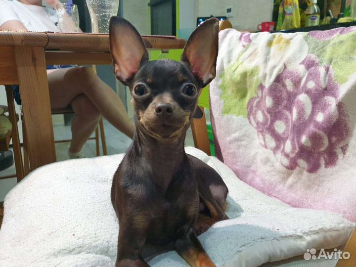 Ищем подружку нашему мальчику