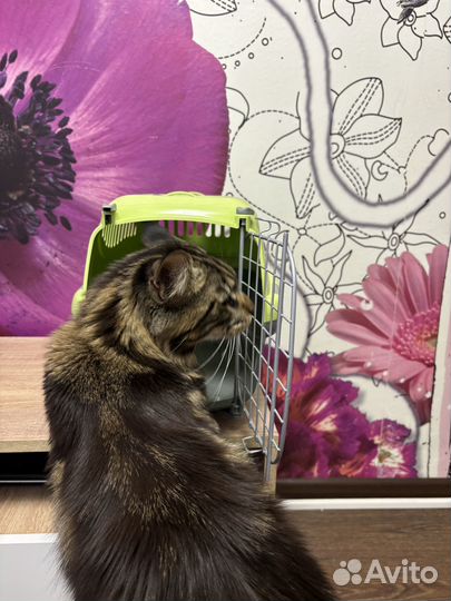 Переноска для кошек