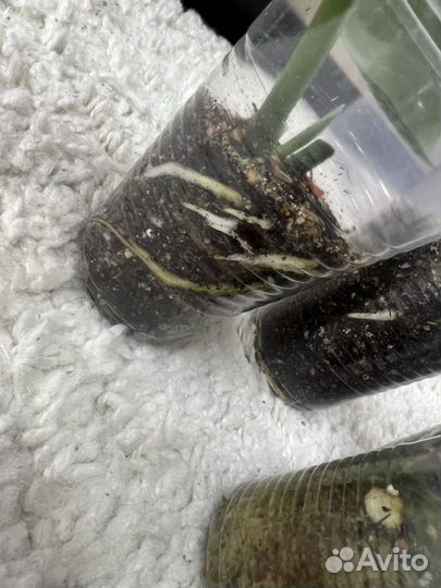 Сциндапсус треби