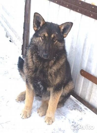 Щенки в добрые и ответственные руки стерелизуем