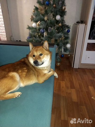 Вязка Сиба Ину