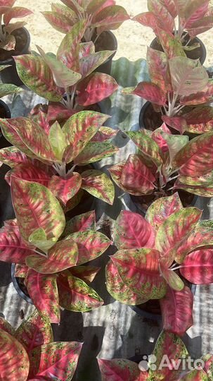 Aglaonema Red mahasatti Thailand